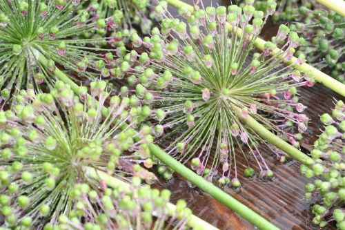 plant nature garden