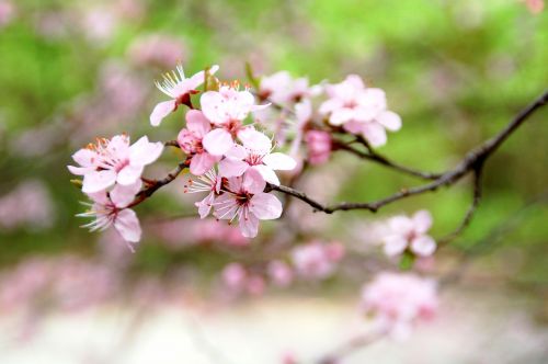 plant nature branch