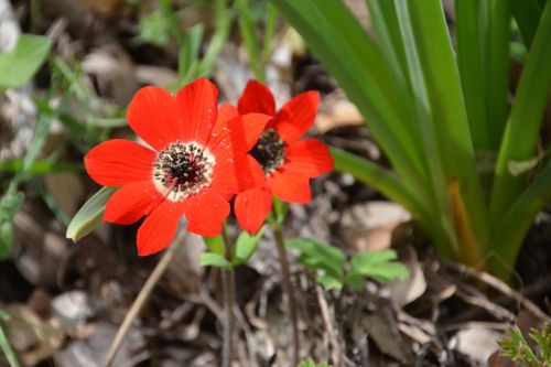 plant nature flower