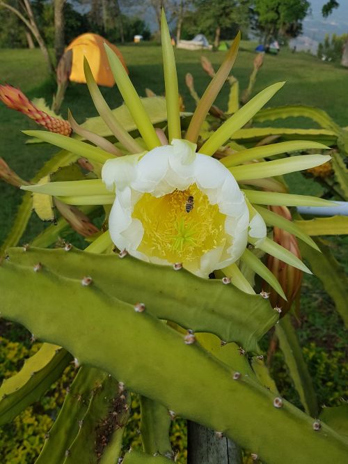 plant nature flower