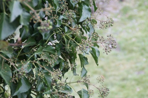 plant nature tree