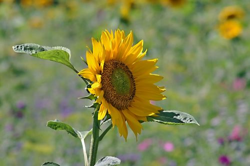 plant nature flower