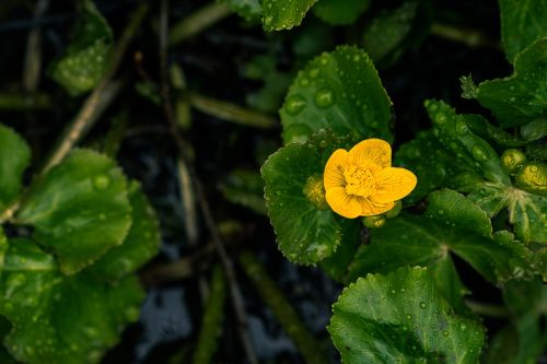 plant leaf nature