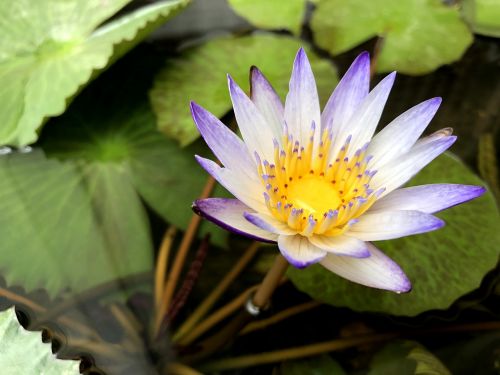 plant nature foliage