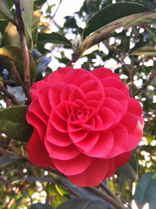 plant camellia