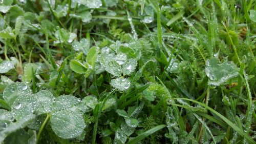 plant leaf nature