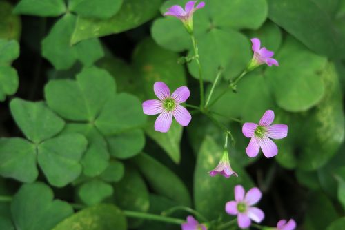 plant flower nature