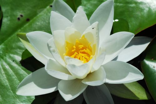 plant lotus flower