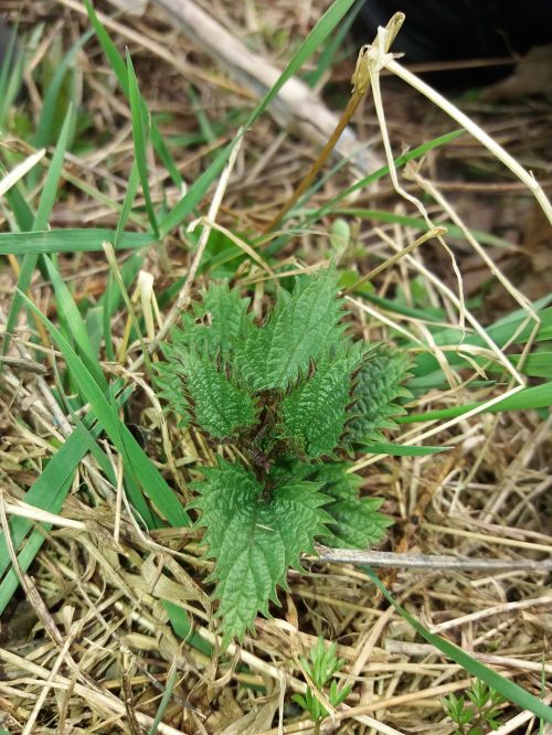 plant nature leaf