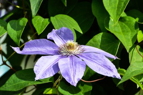 plant nature flower