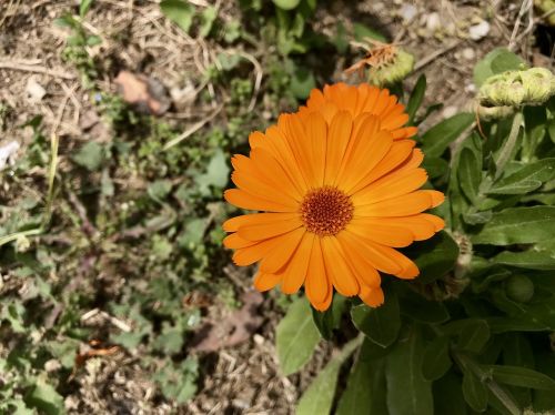 plant nature flower