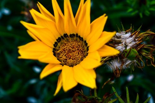 plant nature flower