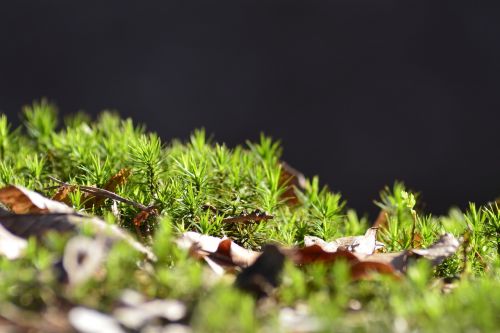 plant leaf nature