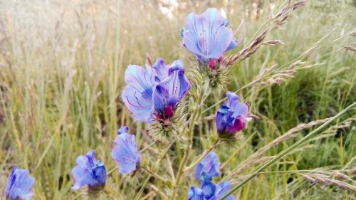 plant nature field