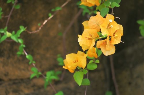 plant nature leaf