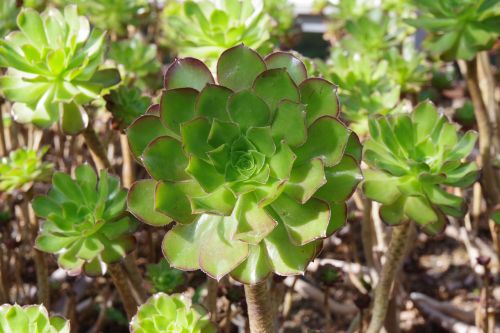 plant nature leaf