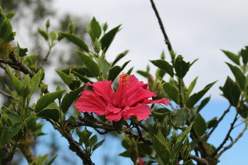 plant  nature  leaf