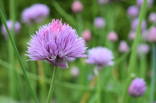 plant  nature  flower