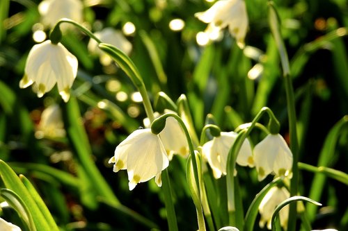 plant  nature  flower