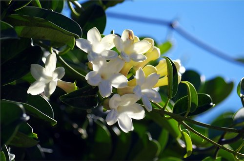 plant  nature  flower