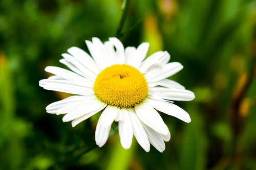 plant  nature  flower