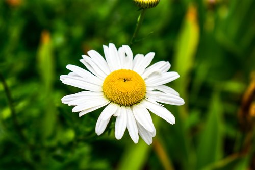 plant  nature  flower