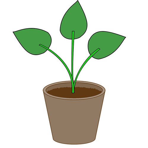 plant  flowerpot  pot