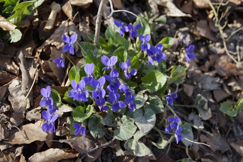 plant  nature  flower