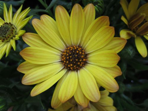 plant flower marguerite