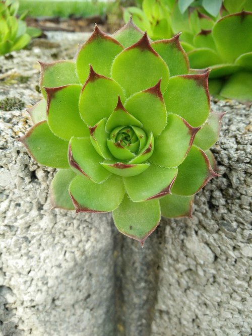 plant  nature  leaf