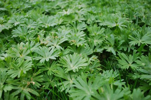 plant  leaf  herb