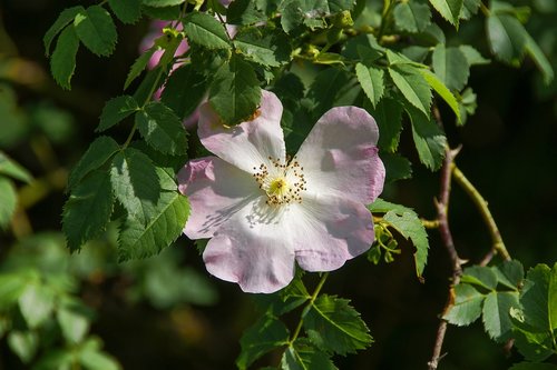 plant  flower  nature