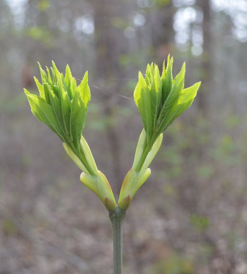 plant  nature  growth