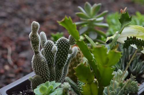 plant  nature  cactaceae