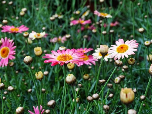 plant  summer  flower