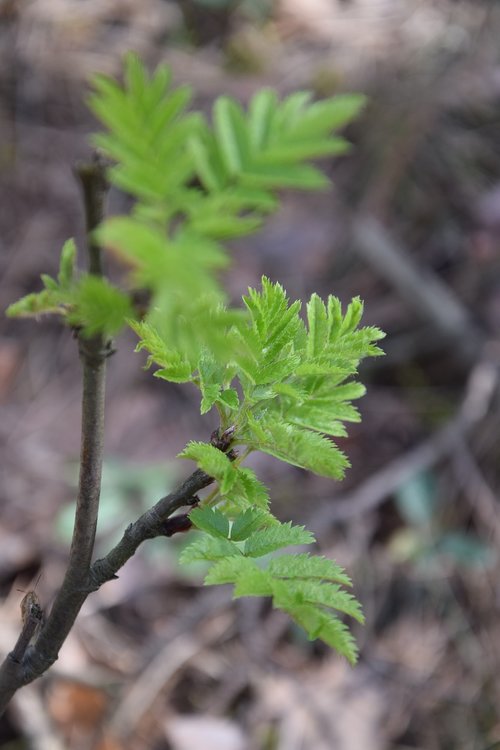 plant  leaf  nature