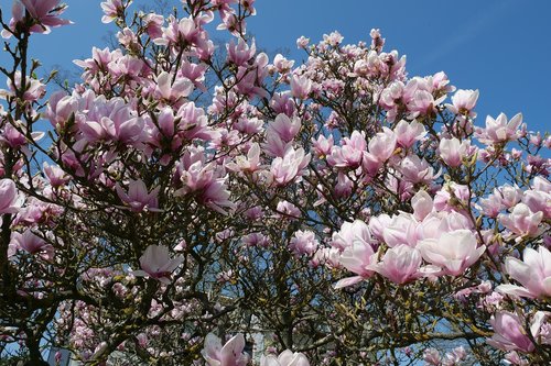 plant  tree  magnolia