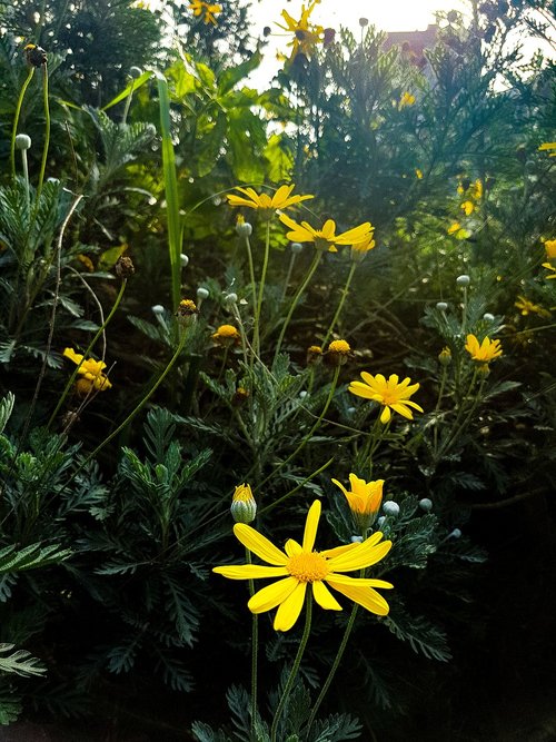 plant  nature  flower