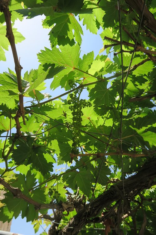 plant  leaves  nature