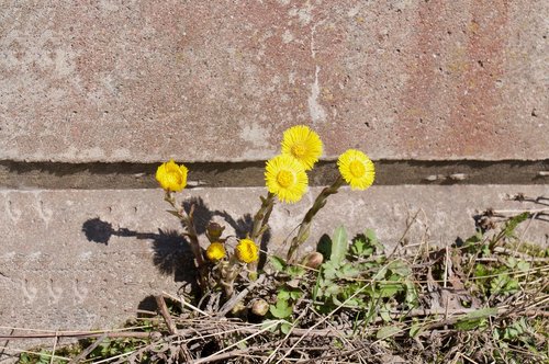 plant  nature  flower