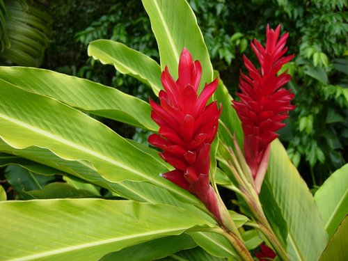 plant  nature  leaf