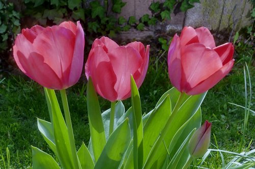 plant  nature  flower