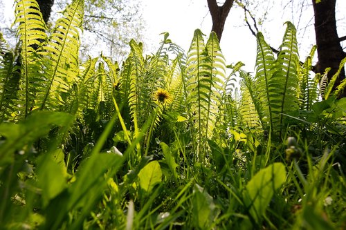 plant  leaf  nature