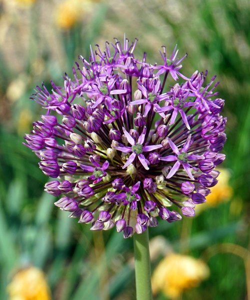 plant  nature  flower