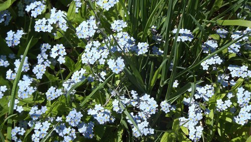 plant  flower  nature