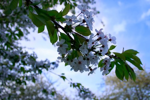 plant  nature  season