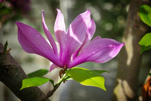 plant  nature  leaf