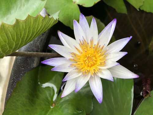 plant  lotus  nature