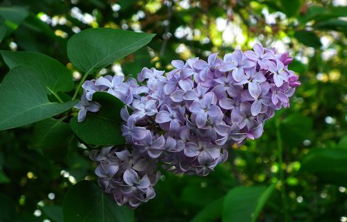 plant  nature  flower