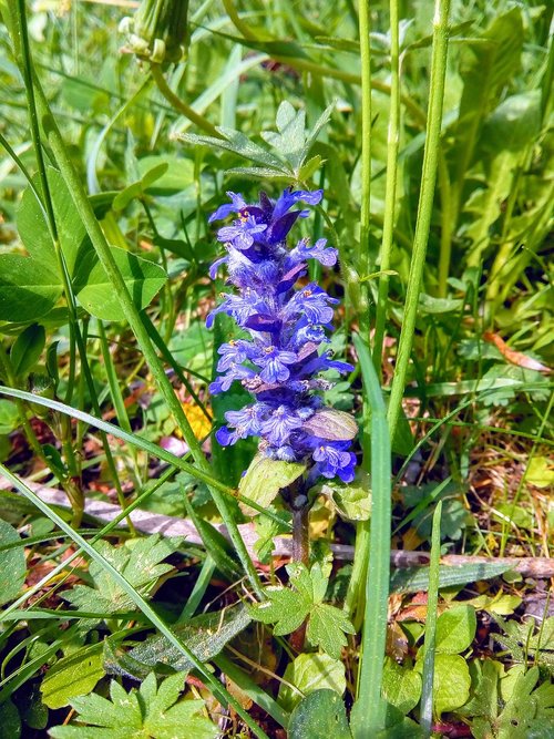 plant  flower  nature